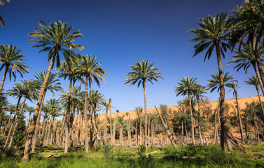 Oasis in the middle of a desert (Oman)