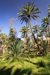 Fototapeta na wymiar Oaza w środku pustyni (Oman)