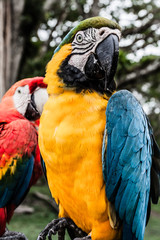 A blue and yellow macaw closeup