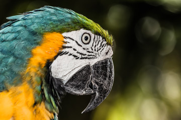 Fototapeta premium A blue and yellow macaw closeup