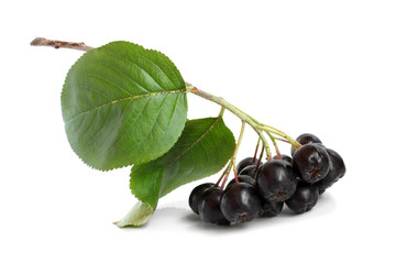 Black chokeberry