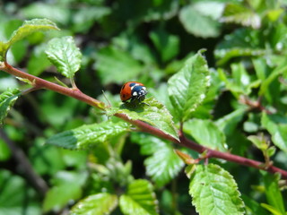 coccinelle