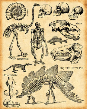fond fossiles et squelettes