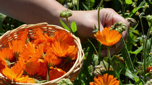 closeup hand gather marigold calendula herb bloom wooden wicker