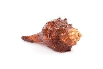 sea shell isolated on white
