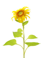 Obraz premium Single sunflower plant and leaf isolated on white background.