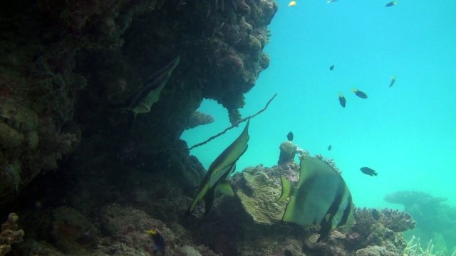 Batfish Video Footage – Browse 789 HD Stock Video and Footage | Adobe Stock