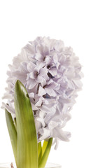 Fototapeta premium hyacinth
