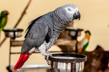 Gray macaw with red tail on bowl © criminalatt