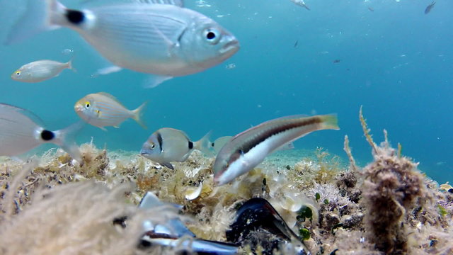 Seaweed, shells and fish