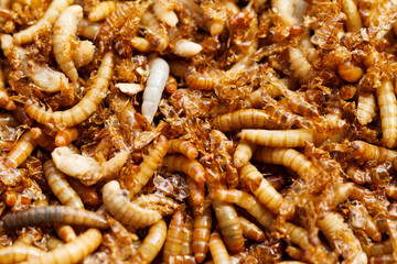 mealworms