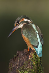 Kingfisher