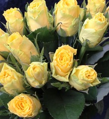 rose