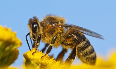 detail of honeybee