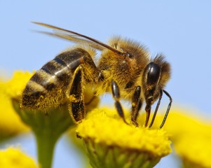 detail of honeybee