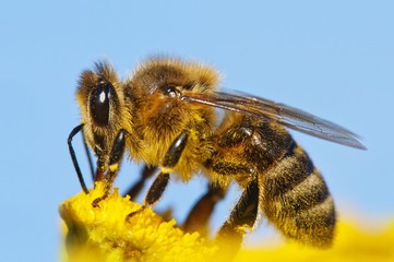 detail of honeybee
