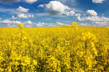 Obraz premium field of rapeseed with beautiful cloud