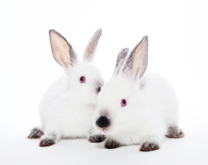 Two rabbits
