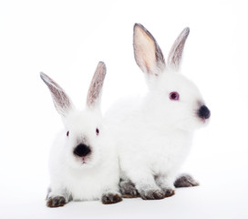 Two rabbits