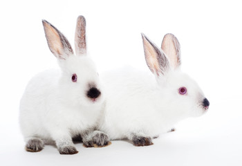 Two rabbits