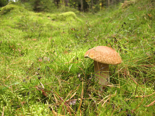 Cep, Boletus edulis,  in a forest