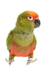 Conure, Aratinga Auricapilla, isolated on White