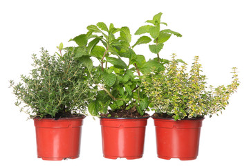 thyme, mint and lemon-thyme herb plants in pots