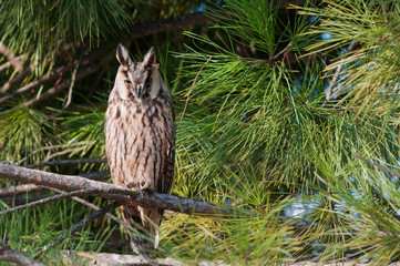 A long-eared owl (Asio otus) perched on an umbrella pine tree.