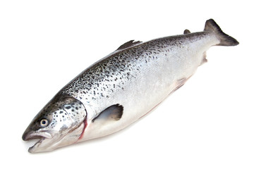 Scottish Atlantic Salmon fish (Salmo solar) whole.