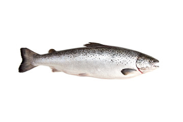 Scottish Atlantic Salmon fish (Salmo solar) whole.