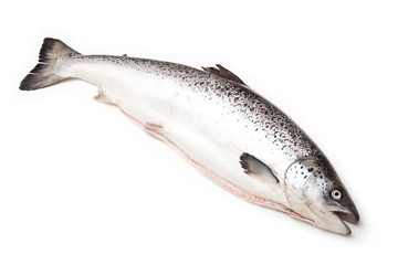 Obraz premium Scottish Atlantic Salmon fish (Salmo solar) whole.