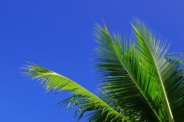 palm