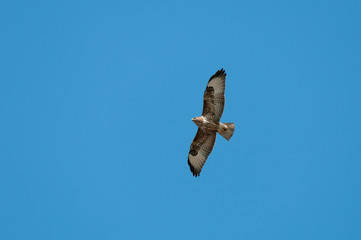 A common buzzard (Buteo buteo) in flight.
