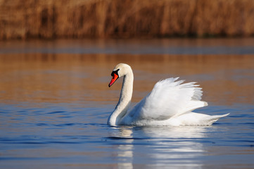Mute swan (Cygnus olor) swimming in a lake