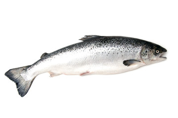 Naklejka premium Szkocki łosoś atlantycki (Salmo solar) w całości.