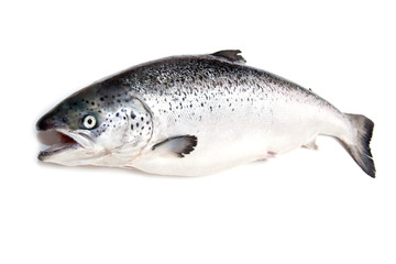 Scottish Atlantic Salmon (Salmo solar)