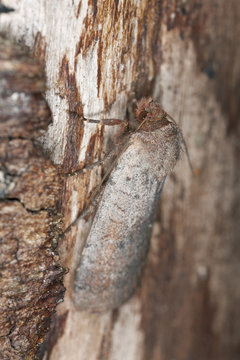 Moth sitting on pine, macro photo