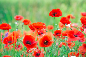 Obraz premium poppy