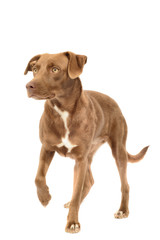 Labrador Mix, Canis Familiaris Isolated on White