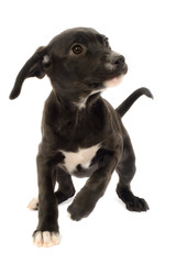 Fototapeta premium Labrador Shepherd Mix Puppy, Canis Familiaris, isolated on White