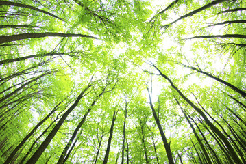 Obraz premium zielony las