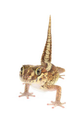 Panther Gecko, Paroedura pictus Isolated on White