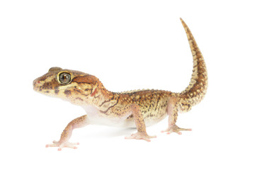 Naklejka premium Panther Gecko, Paroedura pictus, Isolated on White