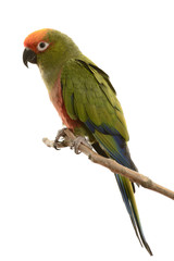 Paradise Gold Capped Conure isolated on white