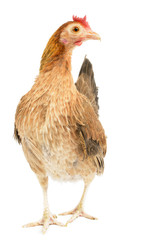 Old English Bantam Chicken isolated on white