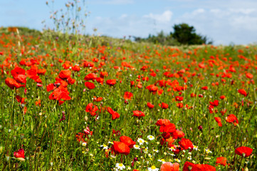 Fototapeta na wymiar Fields with red Poppies
