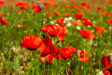 Obraz premium Fields with red Poppies
