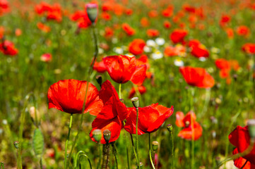 Fields with red Poppies