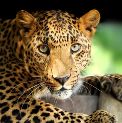 Abwaschbare Fototapete Leopardenporträt © byrdyak