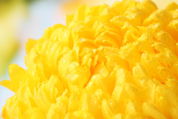 bright yellow chrysanthemum, on autumn background
